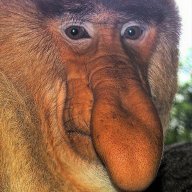 macacos
