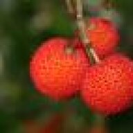 buceteldes