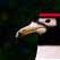 PeidoDeGaivota