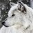 White Wolf
